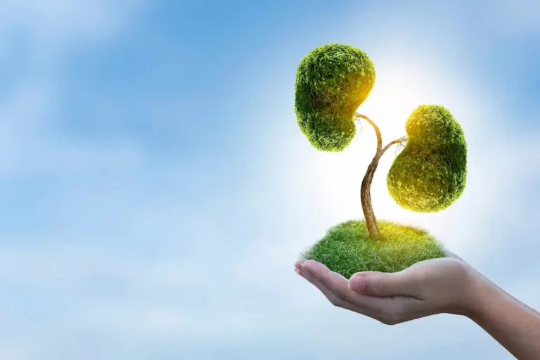 Understanding Kidney Function How Your Kidneys Filter and Regulate Waste