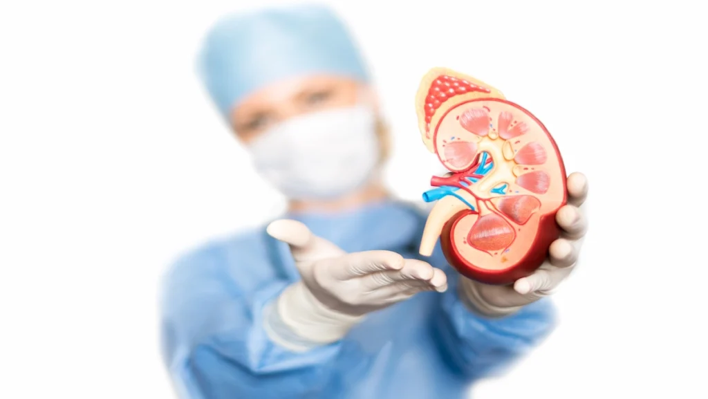 Kidney Transplants An Overview